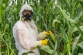 GMO scientist in coveralls genetically modifying corn maize Royalty Free Stock Photo