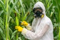 GMO scientist in coveralls genetically modifying corn maize Royalty Free Stock Photo