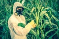 GMO scientist in coveralls genetically modifying corn maize