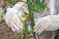 GMO scientist genetically modifying tomato at tomatoes farm
