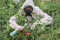 GMO scientist genetically modifying tomato with spray