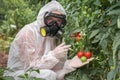 GMO scientist genetically modifying tomato with syringe