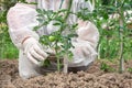 GMO scientist genetically modifying tomato at tomatoes farm