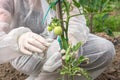 GMO scientist genetically modifying tomato at tomatoes farm