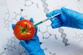 GMO Scientist Injecting Green Liquid from Syringe into Red Tomato - Genetically Modified Food Concept.