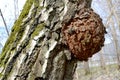 Gnarl on a birch trunk