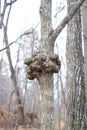 A gnarl or knot in wood looks like nodule