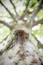 Gnarl of tree uprisen angle view Royalty Free Stock Photo