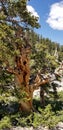 Gnarled Ancient Bristlecone Pine Tree in Nevada Mountains