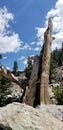 Gnarled Ancient Bristlecone Pine Tree Stump with Blue Sky in Nevada Mountains