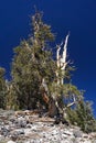 A gnarled Great Basin Bristlecone Pine tree lives at high altitude in extreme conditions.