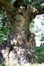 Gnarled, Ancient Oak Tree. Royalty Free Stock Photo