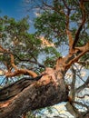 Gnarled Arbutus Tree