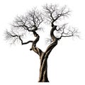 Gnarled bare tree branches with twisted trunk on white background Royalty Free Stock Photo