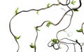 Gnarled branches Royalty Free Stock Photo