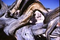 Gnarled branches of a Bristlecone Pine tree