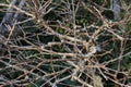 Gnarled branches with moss of Restinga