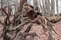 Gnarled branches in a quiet forest