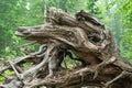 Gnarled branches and roots of an upturned tree Royalty Free Stock Photo
