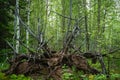 Gnarled branches and roots of an upturned tree Royalty Free Stock Photo