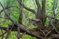 Gnarled branches and roots of an upturned tree Royalty Free Stock Photo