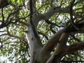 Gnarled branches