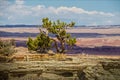 Gnarled cedar tree growing in arid rock cliff overlooking distant canyonlands stretching to horizon in Utah USA - selective focus