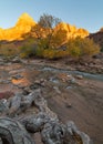 Gnarled cottonwood roots lead down to the Virgin river in Zion national park Utah as the sun sets on a golden autumn scene Royalty Free Stock Photo