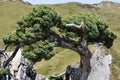 Gnarled cypress tree