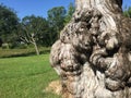 Gnarled cypress tree