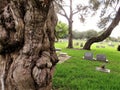 Gnarled cypress tree in cemetery