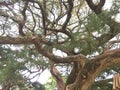 Gnarled cypress tree