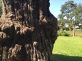 Gnarled cypress