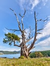 Gnarled evergreen tree at Washington Park  Anacortes  Washington Royalty Free Stock Photo