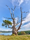 Gnarled evergreen tree at Washington Park Anacortes Washington