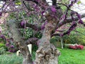 Gnarled Floral Tree in Spring