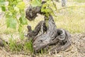 Ancient gnarled Grapevine, Barossa Valley, Australia Royalty Free Stock Photo