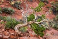 Gnarled Juniper Tree Against Red Rock in Sedona, Arizona, USA