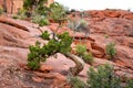 Gnarled Juniper Tree in Sedona Arizona