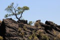 Gnarled Juniper