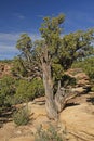 Gnarled Juniper Tree in the Desert Royalty Free Stock Photo