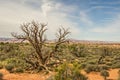 Gnarled Juniper Tree