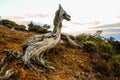 Gnarled Juniper Tree Shaped By The Wind