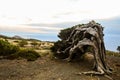 Gnarled Juniper Tree Shaped By The Wind Royalty Free Stock Photo