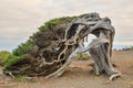 Gnarled Juniper Tree Shaped By The Wind Royalty Free Stock Photo
