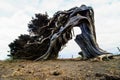 Gnarled Juniper Tree Shaped By The Wind