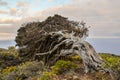 Gnarled Juniper Tree Shaped By The Wind Royalty Free Stock Photo