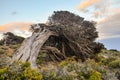 Gnarled Juniper Tree Shaped By The Wind