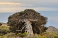 Gnarled Juniper Tree Shaped By The Wind