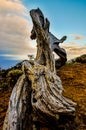 Gnarled Juniper Tree Shaped By The Wind